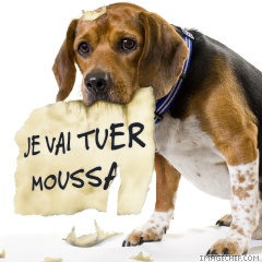 c est le chien malheureux